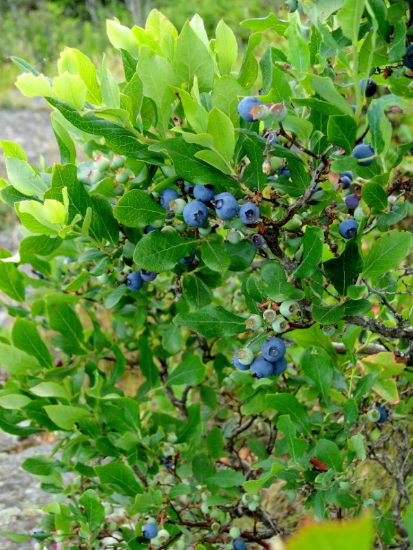 How to Grow Blueberries in New Jersey