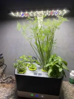 How to Harvest Dill from AeroGarden 2