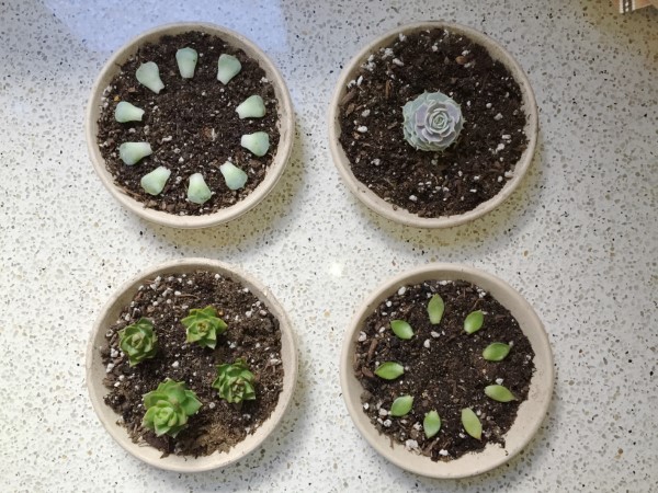 How to Propagate Succulents in Winter 2