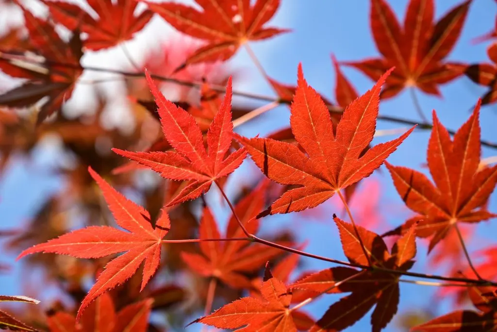Japanese Maple red leaves. - Japanese Indoor Plants.