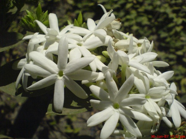 Jasmine Gardenia Vs Jasmine
