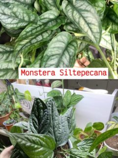 Monstera Siltepecana vs Monstera Peru