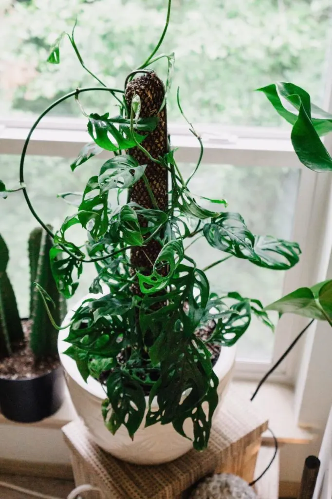 Monstera staked on a moss pole. - How to stake a Monstera?