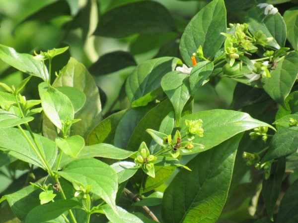 Night jasmine Leave Gardenia Vs Jasmine 1