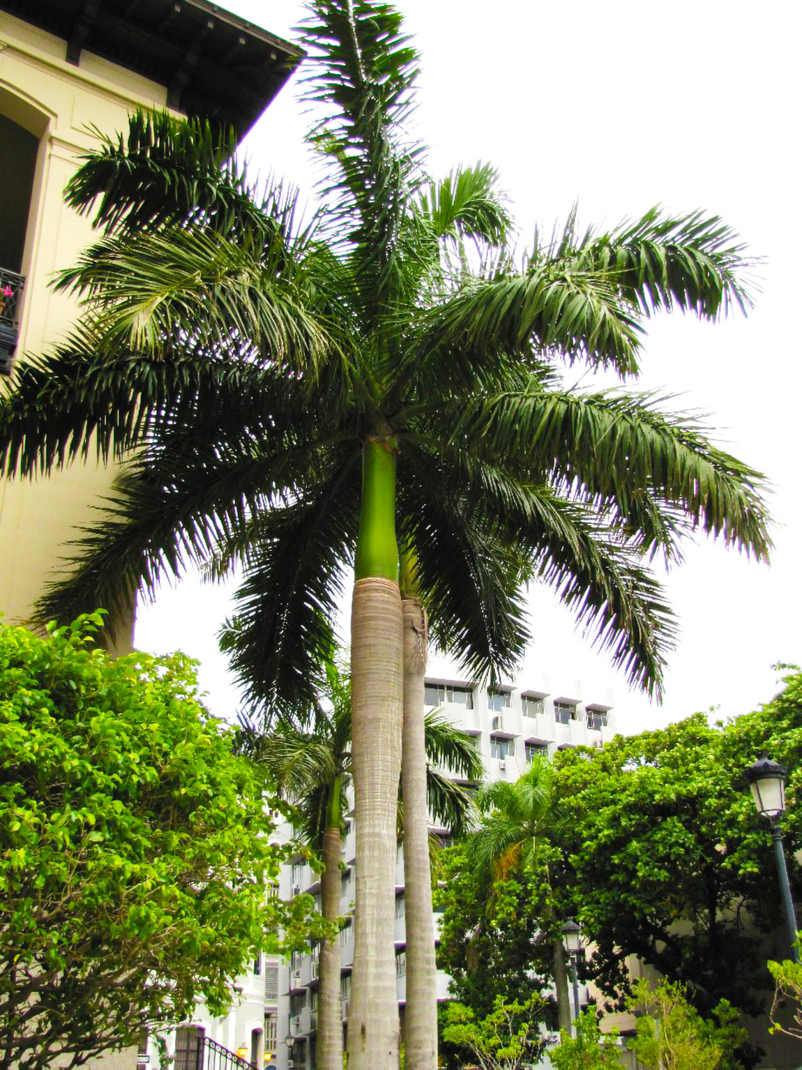 how-much-does-a-royal-palm-tree-cost-grow-gardener-blog