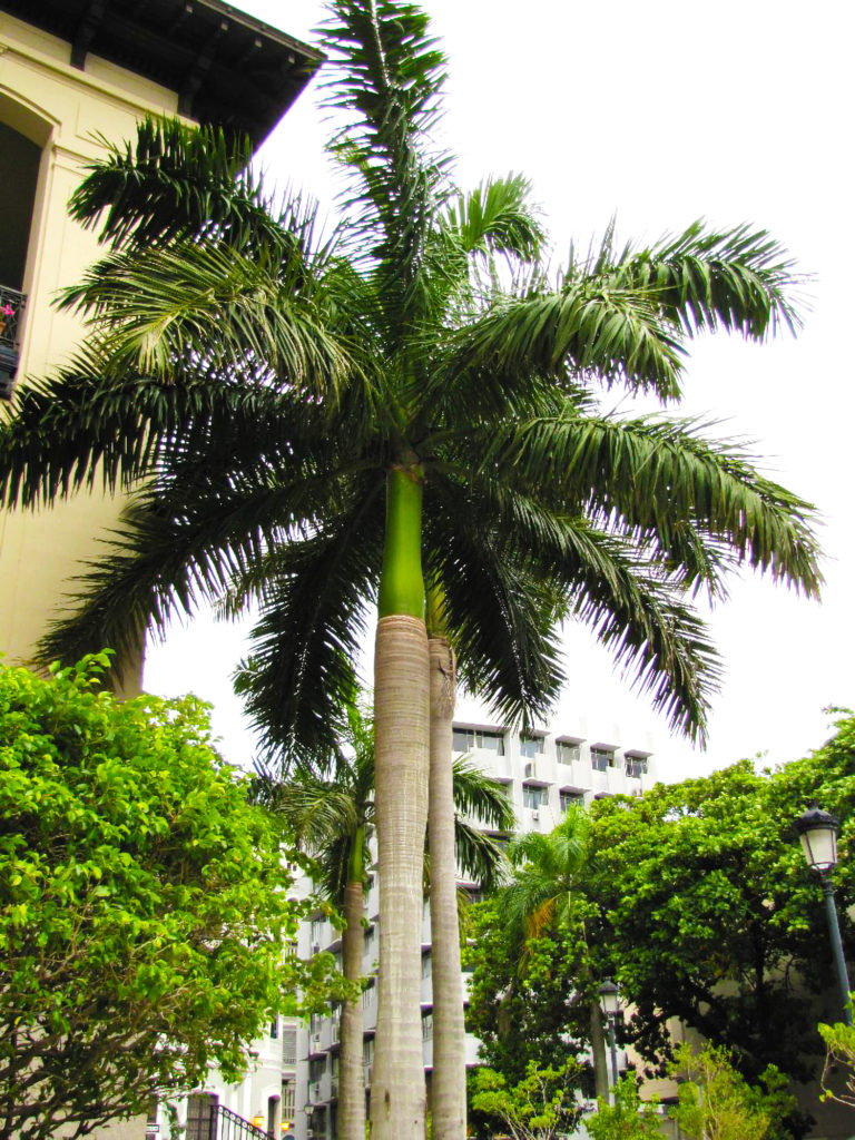 Palm tree in a city. - How much does a royal palm tree cost?