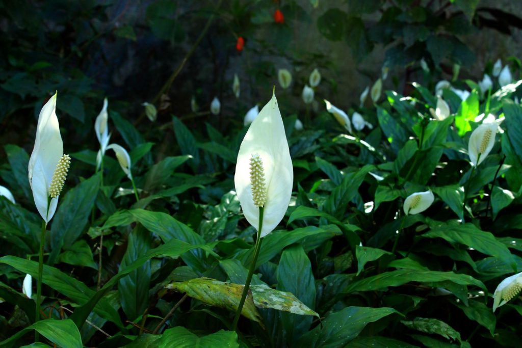 Peace Lily flower. - Japanese Indoor Plants