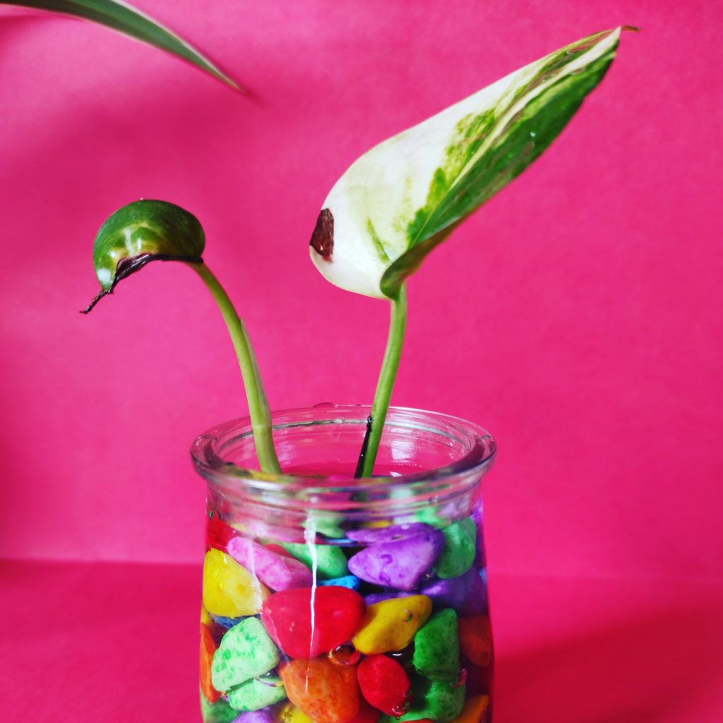 Pothos in water and pebbles. - Can You Propagate Pothos Without Leaves?