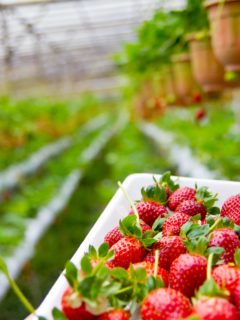 Growing Strawberries in Gutters