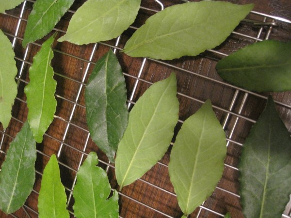 Why Are Bay Leaves So Expensive 2