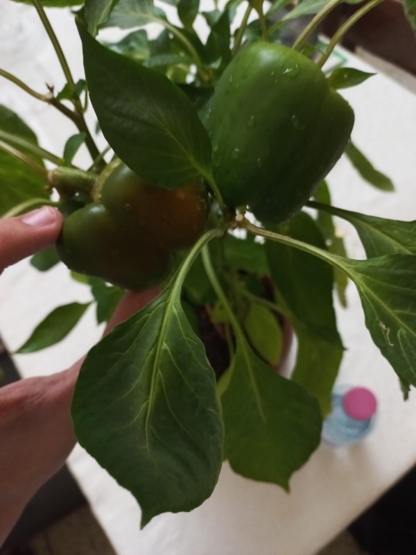 Γιατί οι πιπεριές μου είναι τόσο μικρές 2
