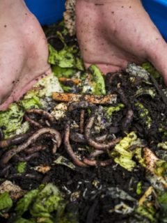 Why Are My Compost Worms Dying