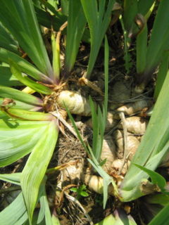 Why Are My Iris Bulbs Coming Out Of The Ground 2