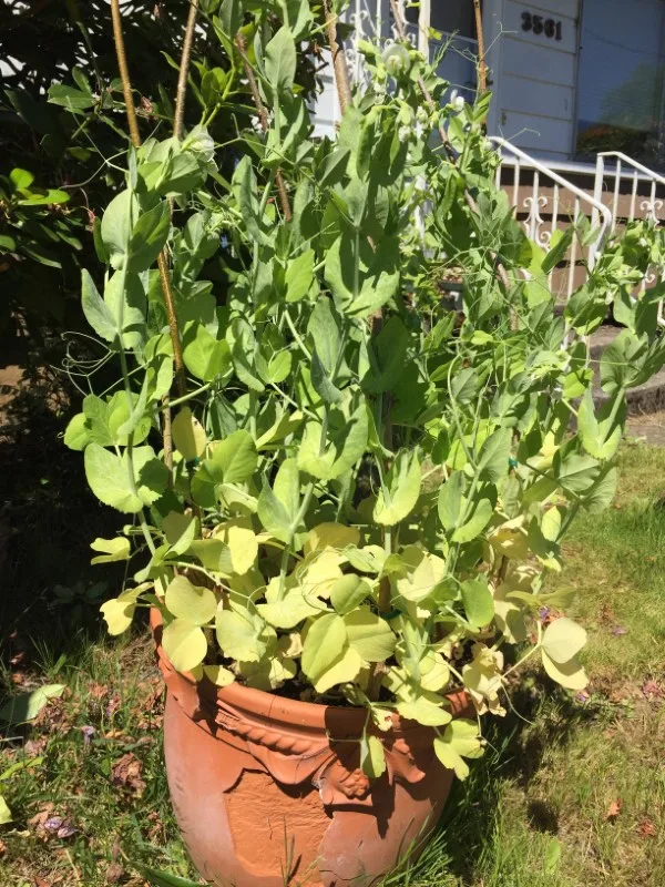 Why Are My Pea Plants Turning Yellow 2
