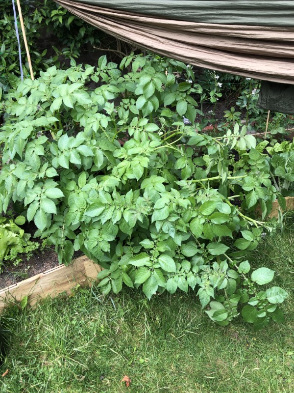 Why Are My Potato Plants Falling Over 1