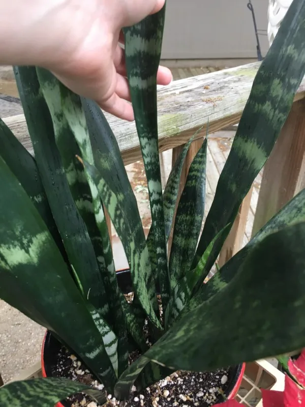 Why Are My Snake Plant Leaves Skinny 2