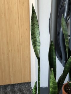 Why Are My Snake Plant Leaves Skinny