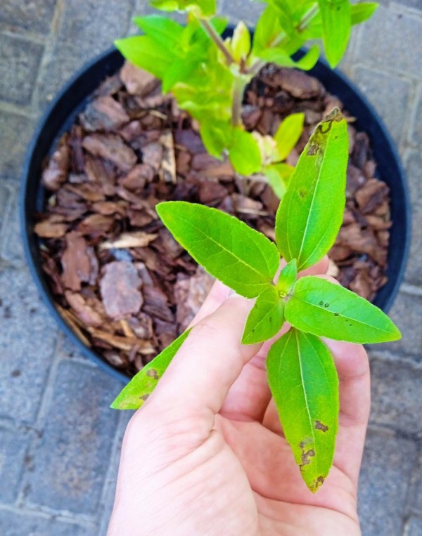 Why Are My Sunflower Leaves Turning Black 2