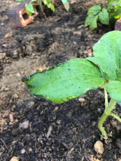 Why Are My Sunflower Leaves Turning Black? (4 Ways To Save Your Plant!)