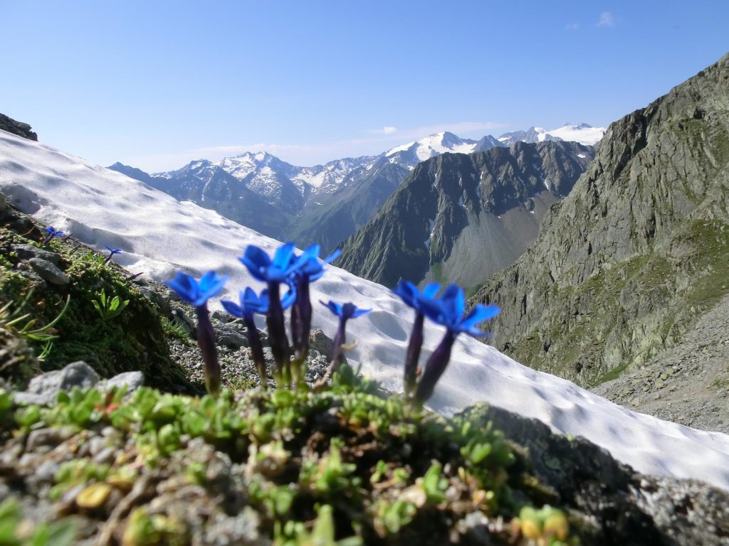 Why have plants in the alpine biome adapted to survive on limited nutrients