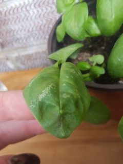 Why Do My Basil Leaves Have White Spots 1