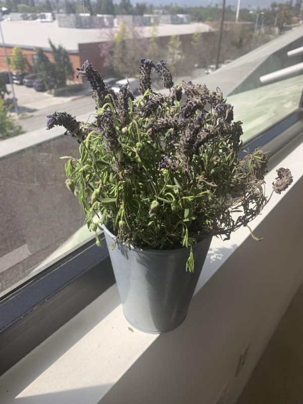 Why Is My Lavender Plant Drooping 2