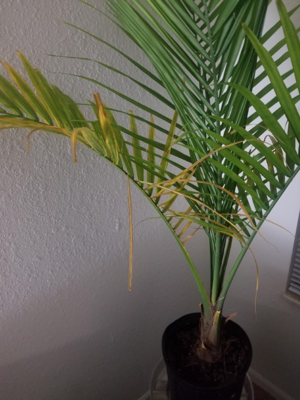 Why Is My Majesty Palm Dying 2