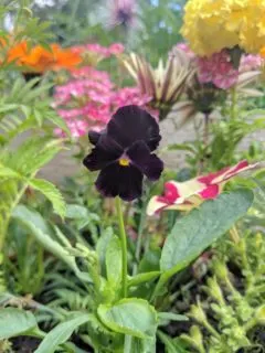 Black Pansies Black Plants Indoor