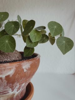 A Stephania erecta plant in a pot—how to take care of Stephania erecta?