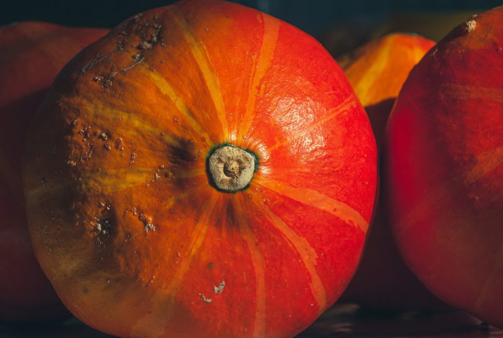 A gigantic Red Kuri squash—how to grow Red Kuri squash?