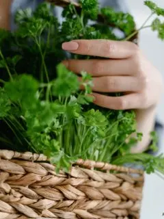 A person holding a basket filled with coriander—how to harvest cilantro without killing the plant?