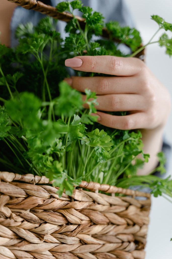 A person holding a basket filled with coriander—how to harvest cilantro without killing the plant?