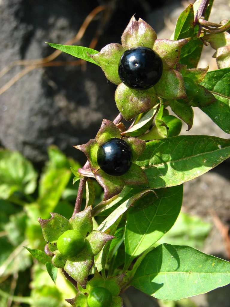 Atropa belladonna aka deadly nightshade—poisonous plants to avoid in your garden.
