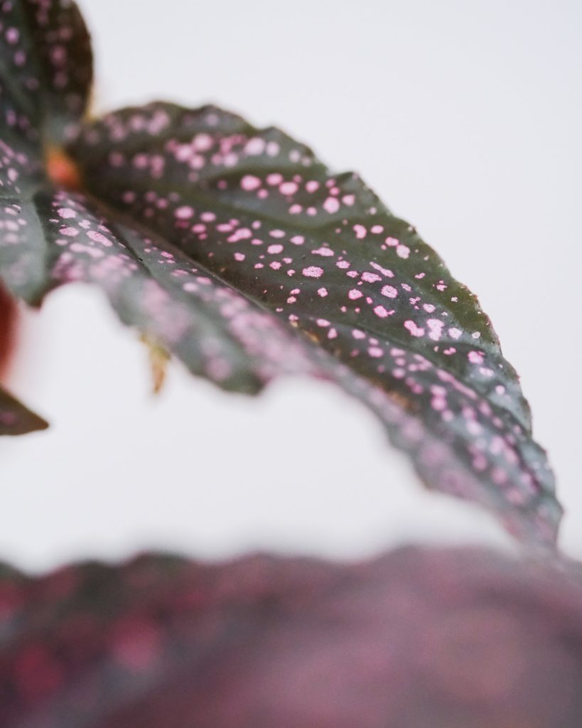 Close up of Begonia polka dot Pink leaves—why is my polka dot plant drooping?
