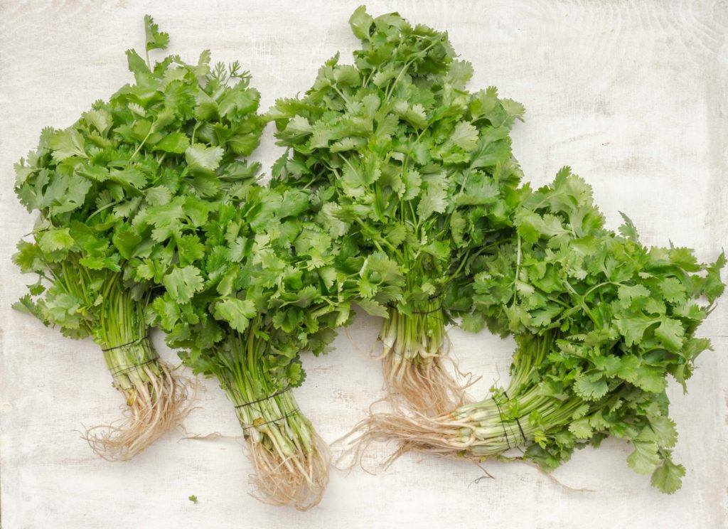 Fresh and raw coriander leaves—how to harvest cilantro without killing the plant?