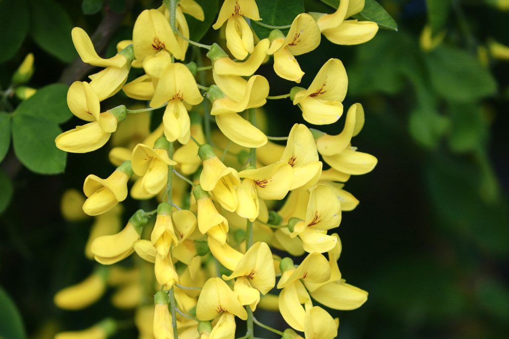Laburnum plant flowers—poisonous plants to avoid in your garden.
