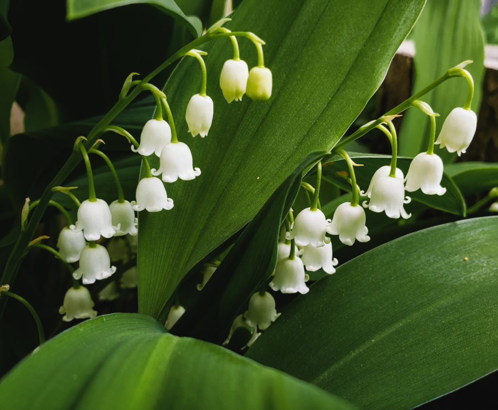 Late spring is filled with the wonderful scent of lily of the valley—poisonous plants to avoid in your garden.