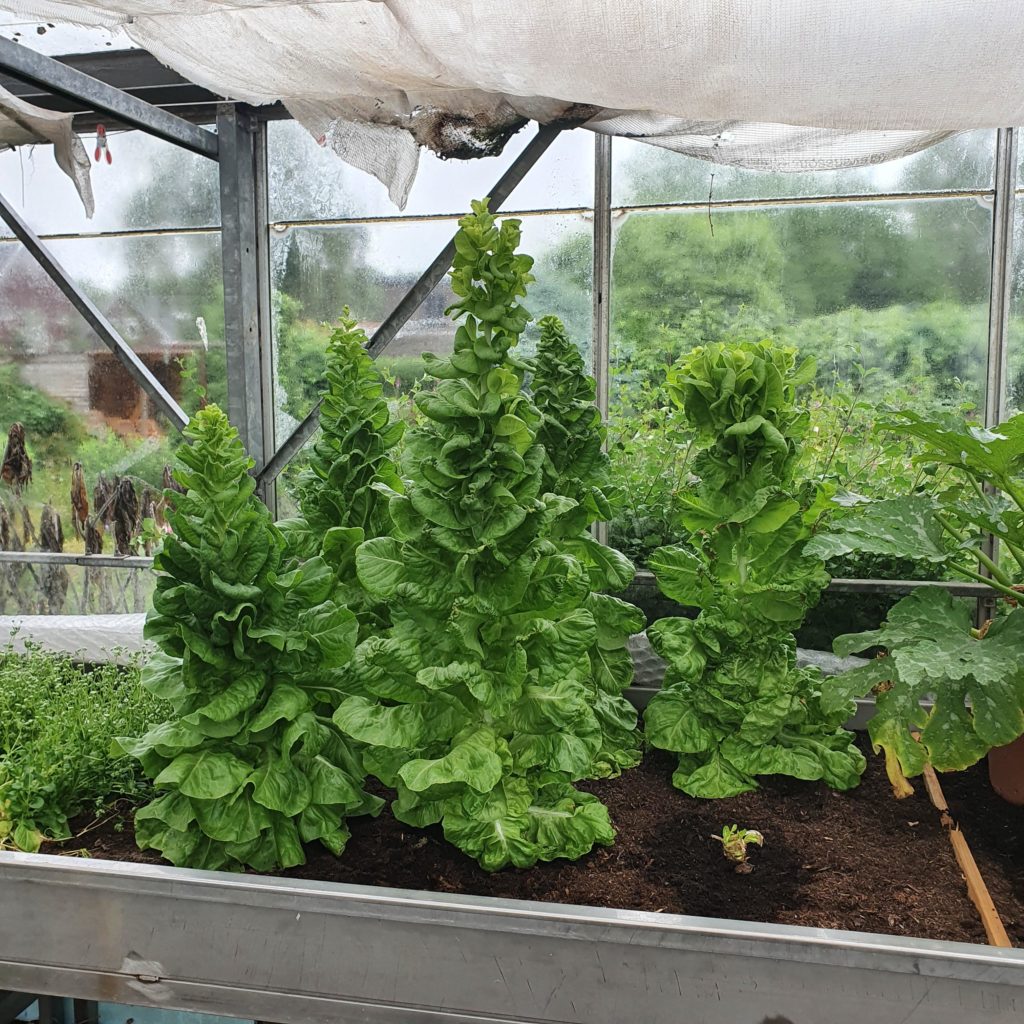 Lettuce looking like Christmas trees—why is my lettuce growing tall?