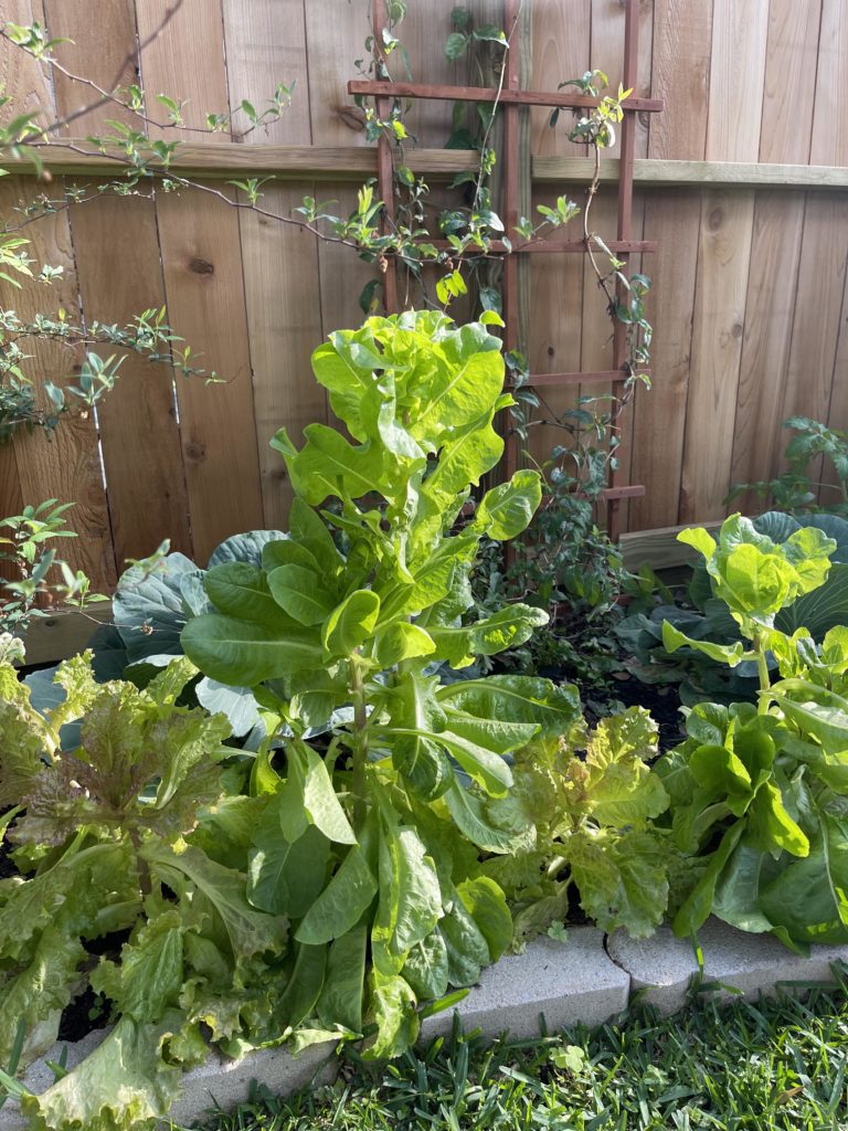 Lettuce plant bolting—why is my lettuce growing tall?