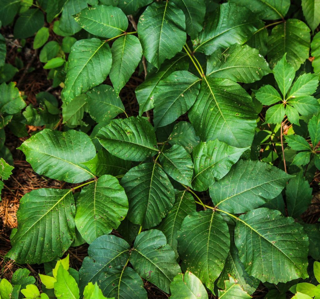Poison ivy leaves—poisonous plants to avoid in your garden.