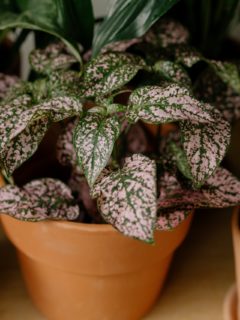 Polka dot plant in a pot—why is my polka dot plant drooping?