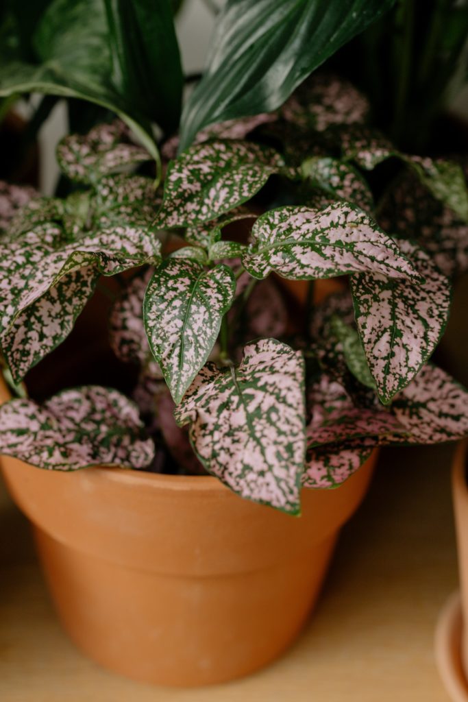 Polka dot plant in a pot—why is my polka dot plant drooping?