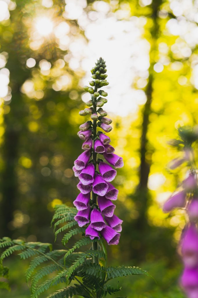 Purple flowers of Foxglove in tilt shift—poisonous plants to avoid in your garden.