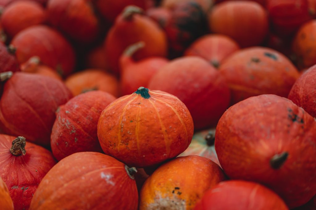 Red Kuri squash, red pumpkins—how to grow Red Kuri squash?
