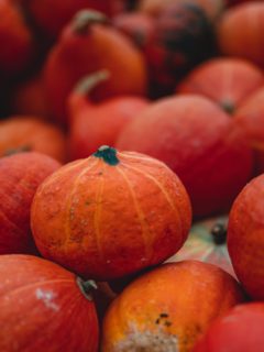 Red Kuri squash red pumpkins—how to grow Red Kuri squash?