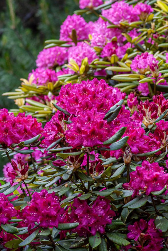 Rhododendron bush—poisonous plants to avoid in your garden.