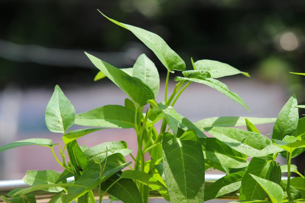Water spinach—how to grow water spinach?