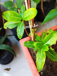 Why are my Vinca leaves turning yellow?