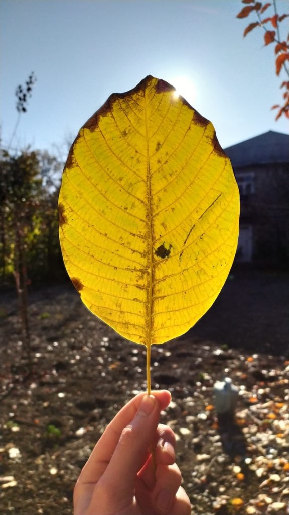 Yellow leaf—how to apply super grow fertilizer?