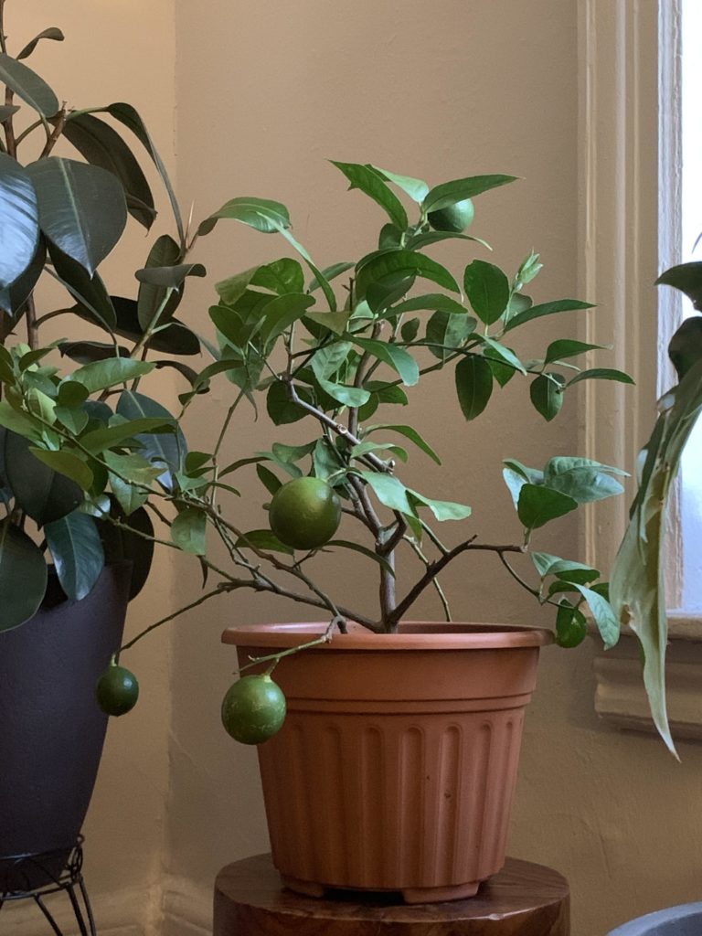 A lime plant in a pot—why my lemon tree doesnt produce fruit?